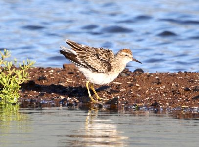 Sharp-tailed Sandpiper