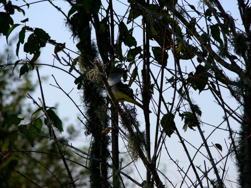 Ash-throated Flycatcher