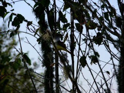 Ash-throated Flycatcher
