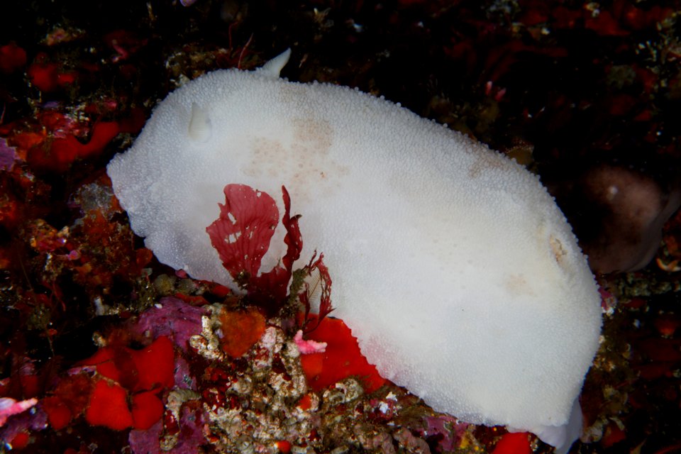CBNMS white-knight dorid nudibranch
