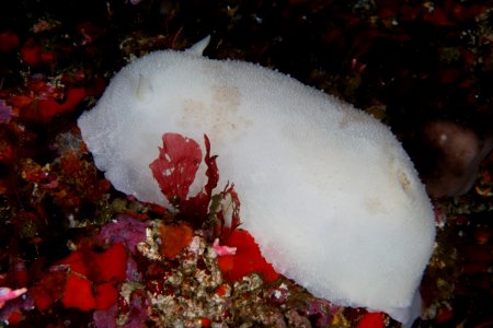 CBNMS white-knight dorid nudibranch photo