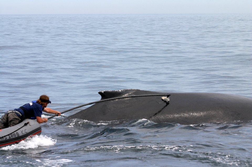 SBNMS - humpback tagging - NOAA Fisheries Permit 775-1600-10
