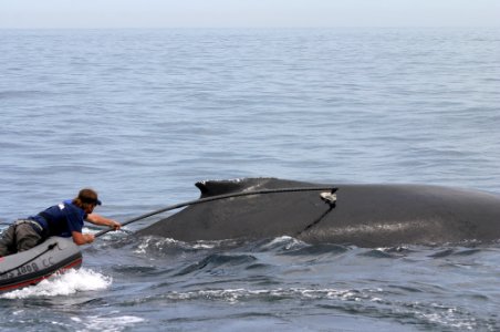 SBNMS - humpback tagging - NOAA Fisheries Permit 775-1600-10 photo