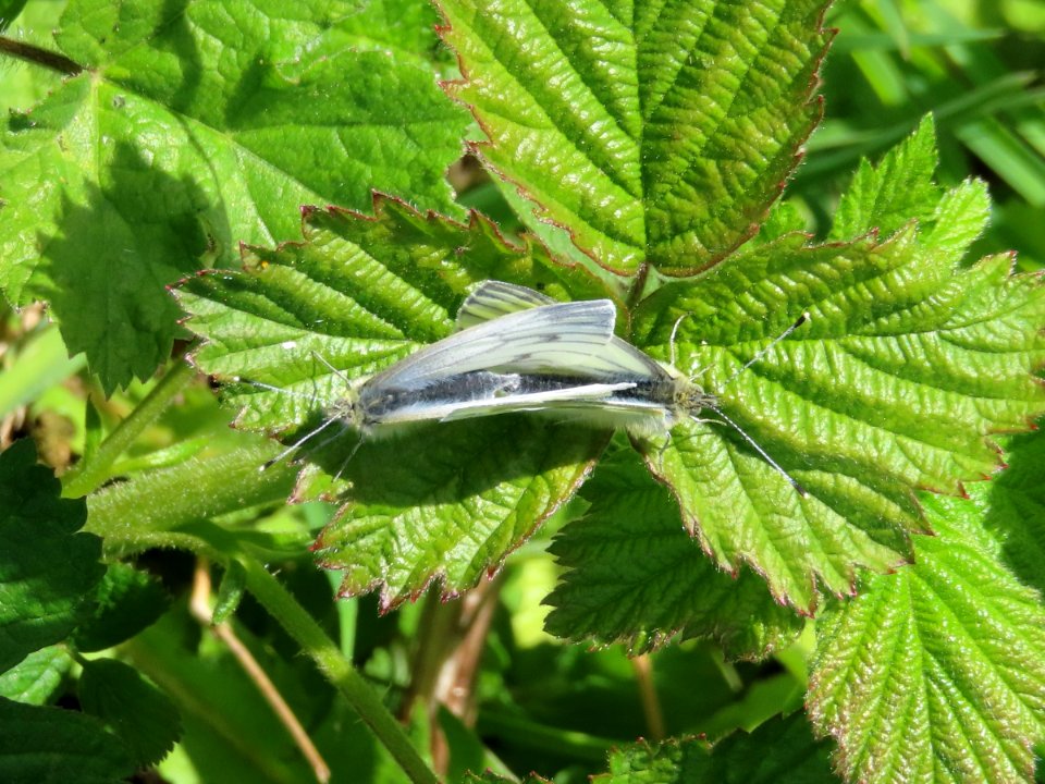 Green-veined white