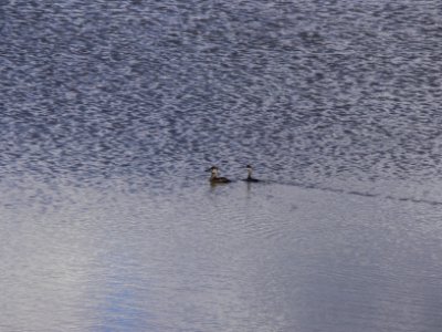 Eared Grebe