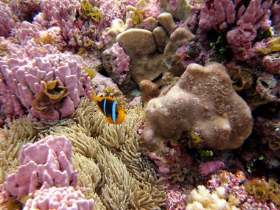 NMSAS - pink coralline algae and clownfish
