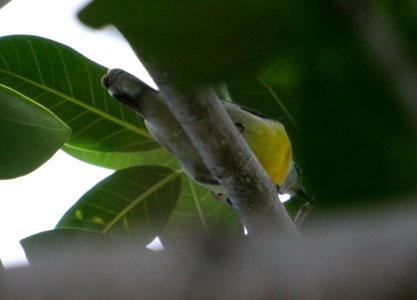Bananaquit
