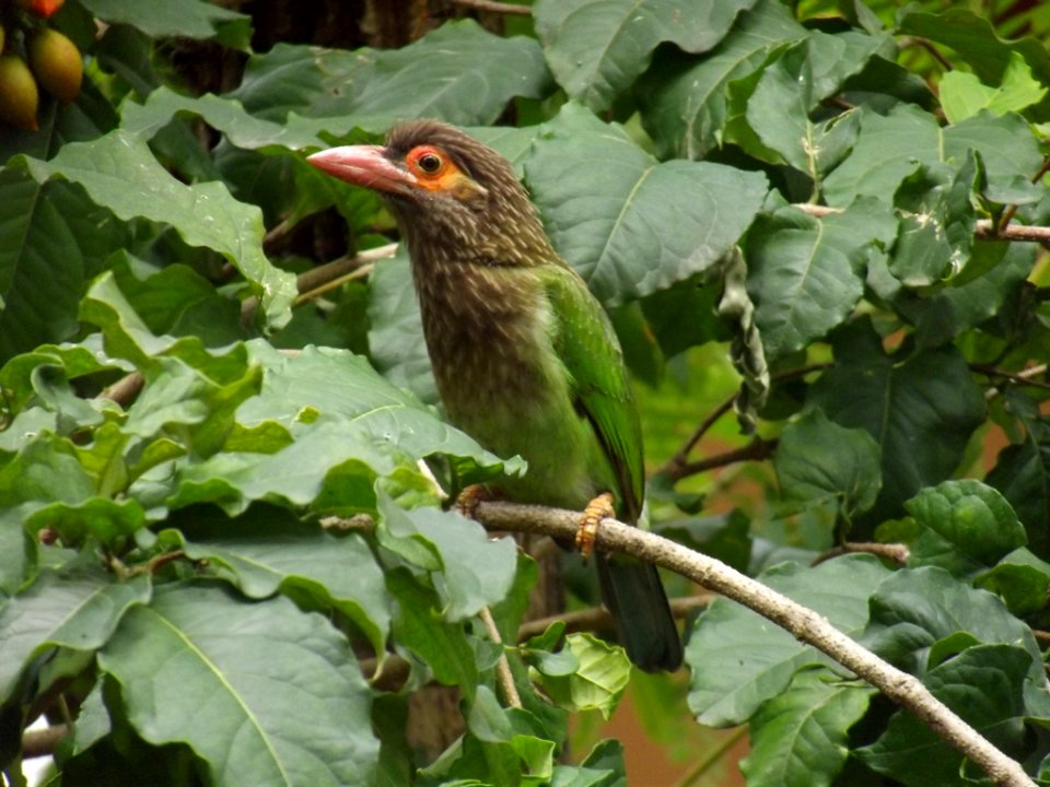 Brown-headed Barbet