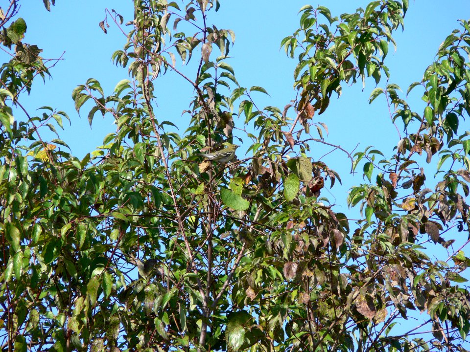 Blackpoll Warbler