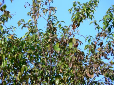 Blackpoll Warbler