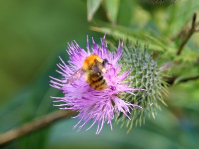 Carder Bee? photo