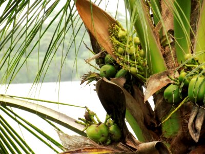 Coconut Tree