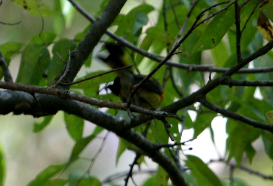 American Redstart