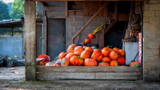 A pile of pumpkins photo