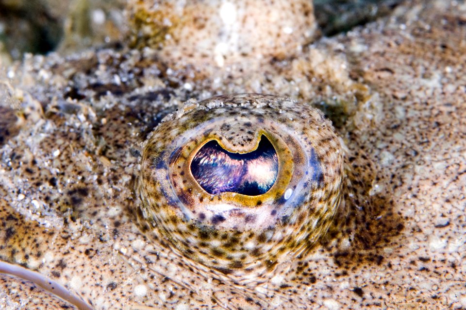 GRNMS Flounder Eye