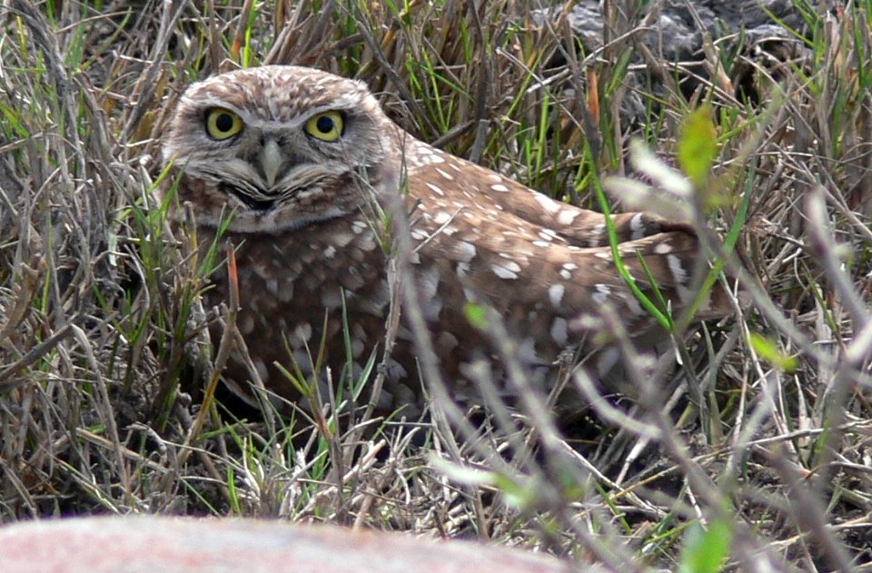 Burrowing Owl