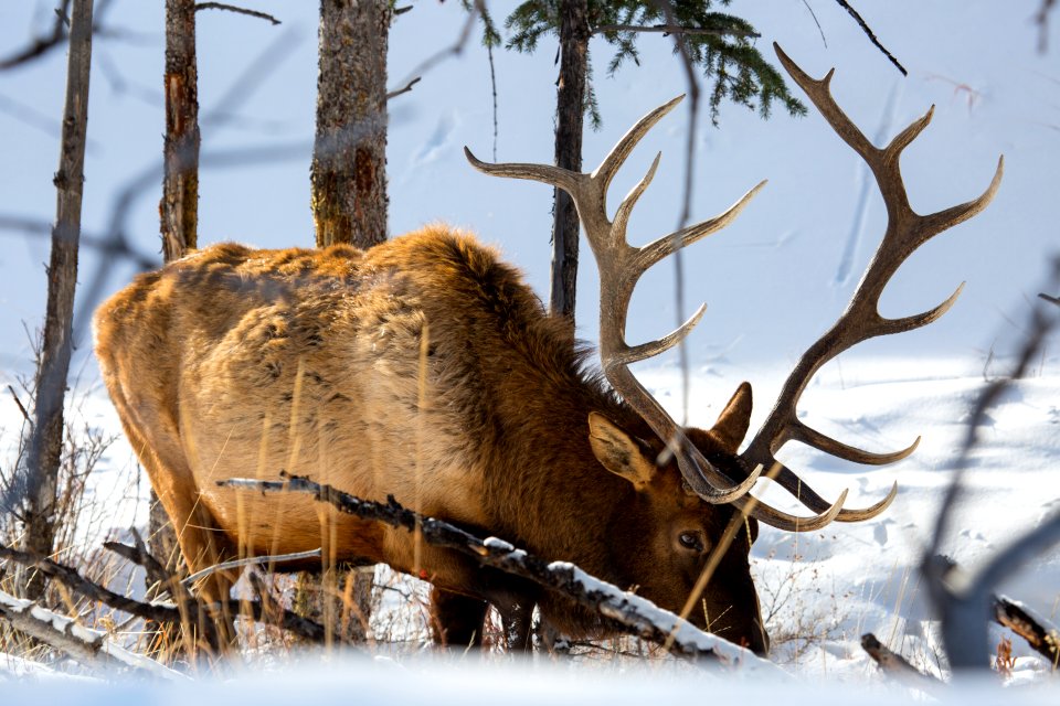 Bull elk (7x7), Blacktail Deer Plateau