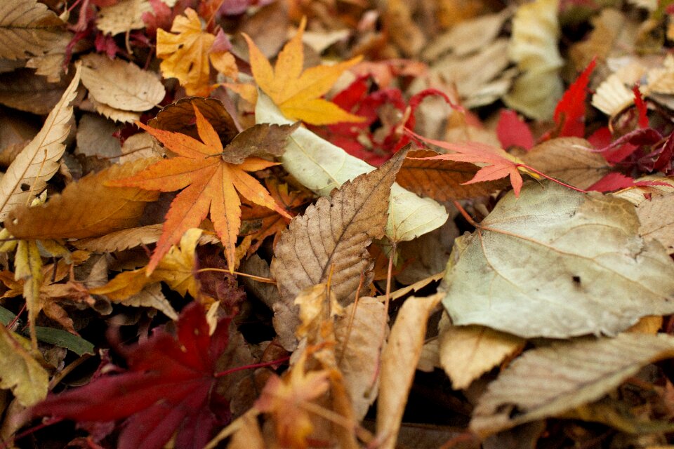 Nature seasonal october