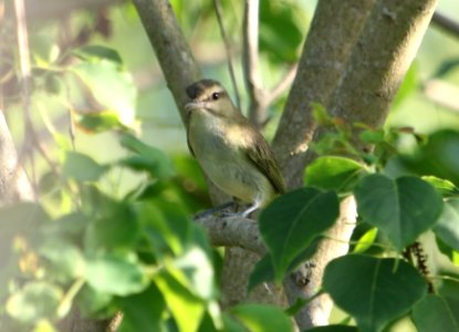 Black-whiskered Vireo