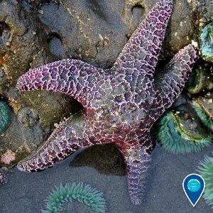 OCNMS ochre star in tidepool