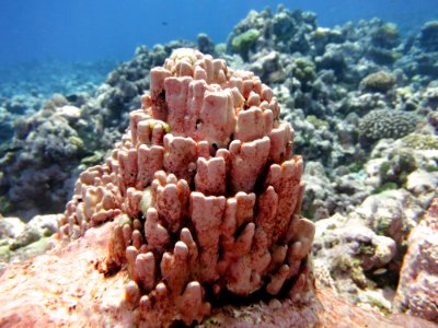 NMSAS - coralline algae photo