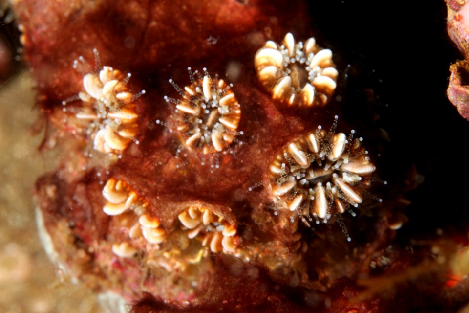 American Cup Coral