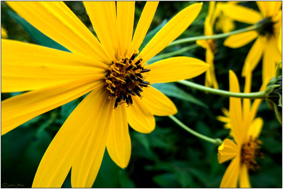 Maximilian's sunflower