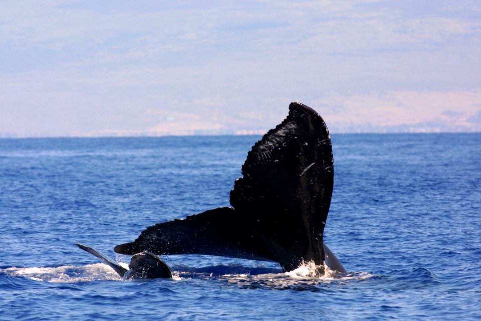 HIHWNMS - humpback and calf-NOAAFisheriesPermit782-1438