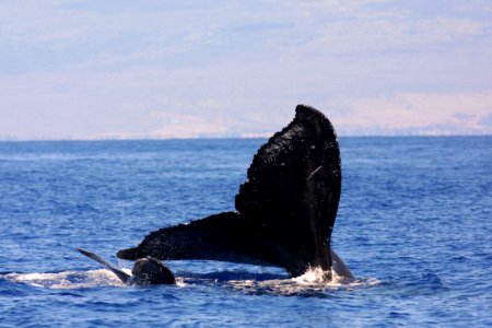 HIHWNMS - humpback and calf-NOAAFisheriesPermit782-1438
