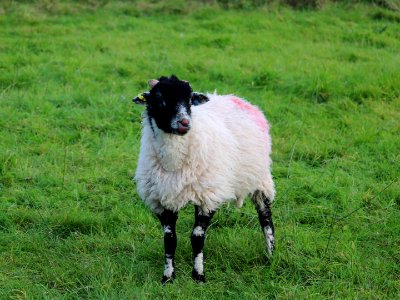 Patterdale Wooly 3 photo