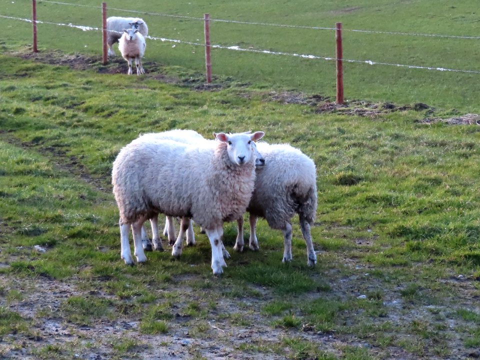 Pure Wool for Warmth