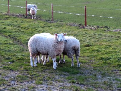 Pure Wool for Warmth