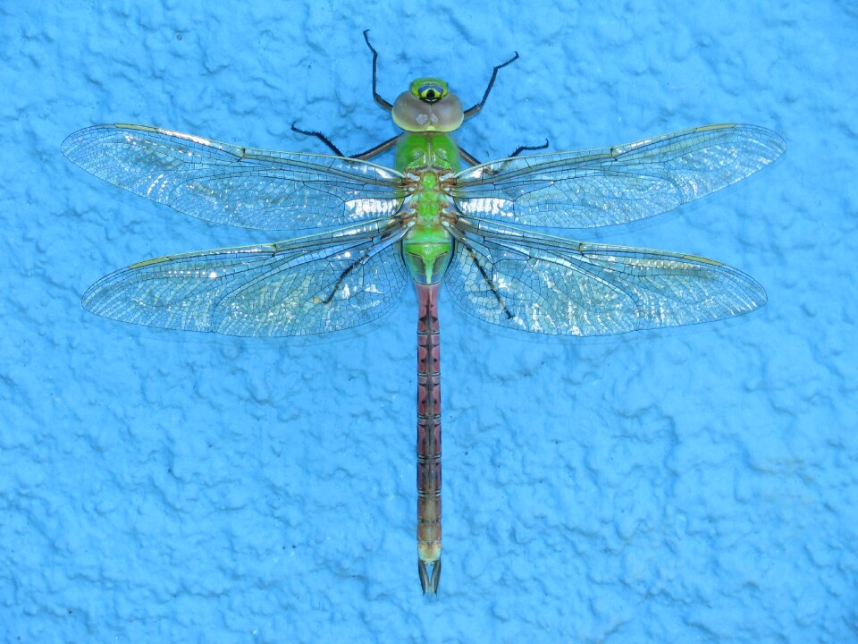 Macro bug wings