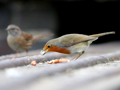 Robin Eating photo