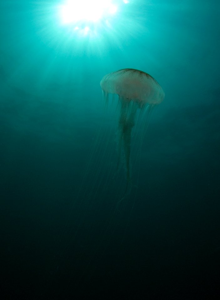 GRNMS Atlantic sea nettle