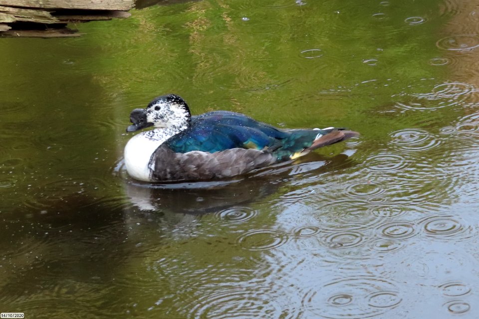 Comb Duck photo