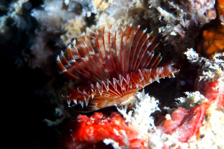 FKNMS split-crown feather duster worm