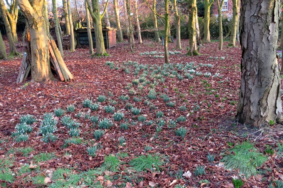 Snowdrops.