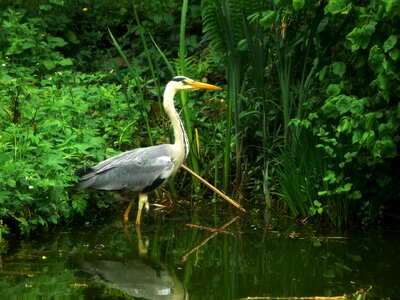 Bill grey heron feather