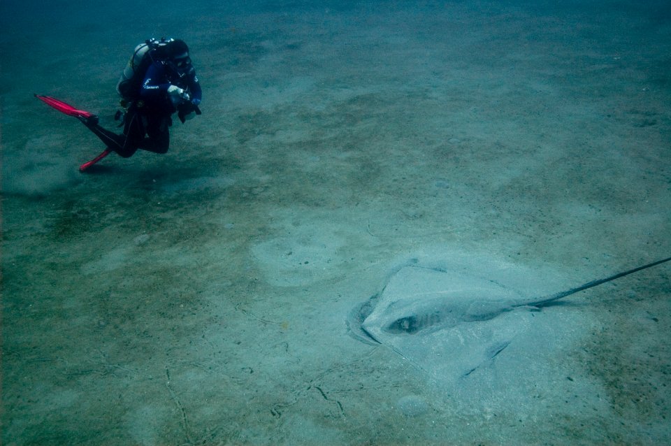 Diver And Ray