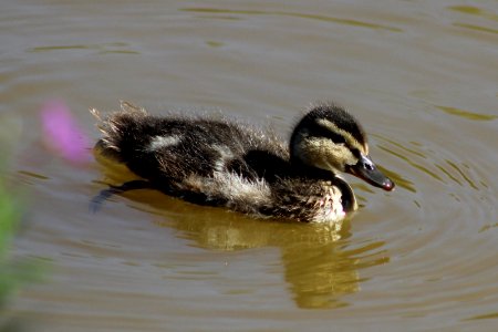 Duckling Pic 1 photo