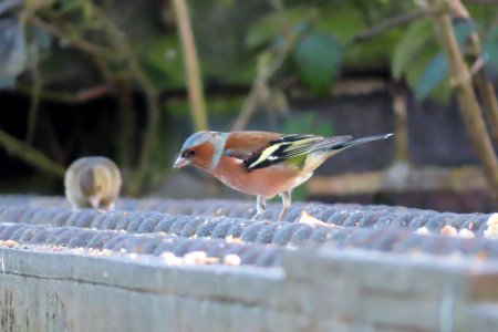 Chaffinches photo