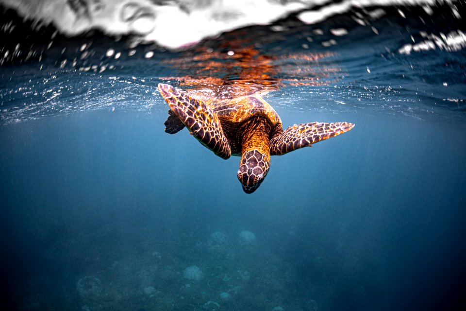 HIHWNMS Sea turtle