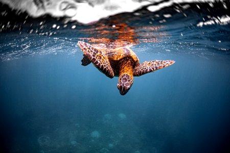 HIHWNMS Sea turtle photo