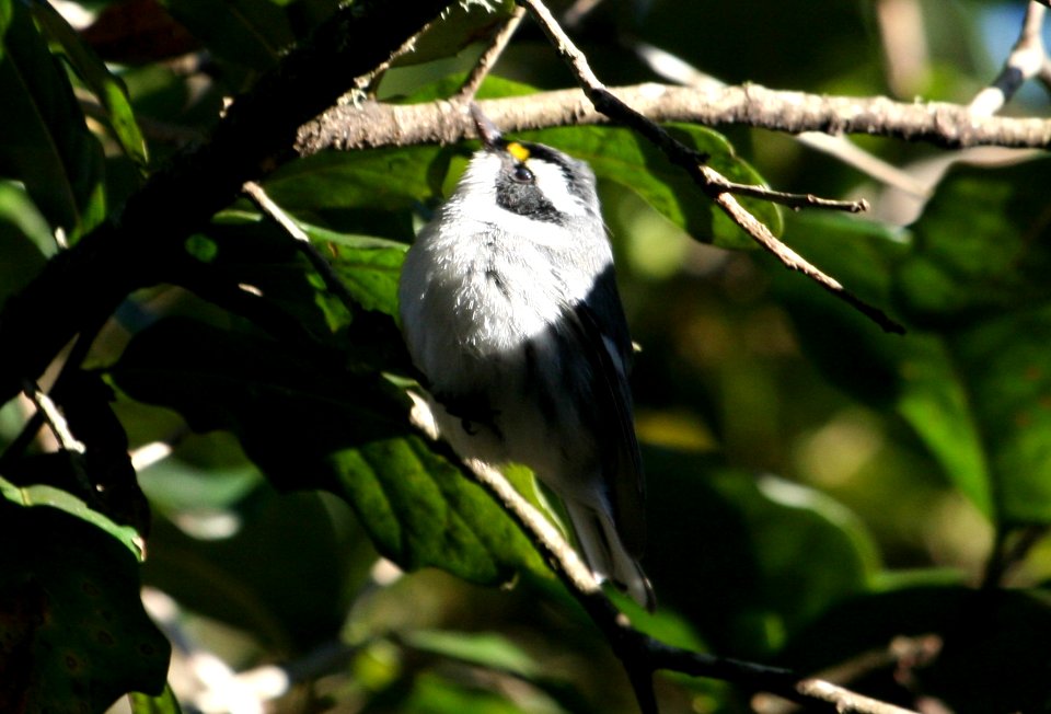Black-throated Gray Warbler