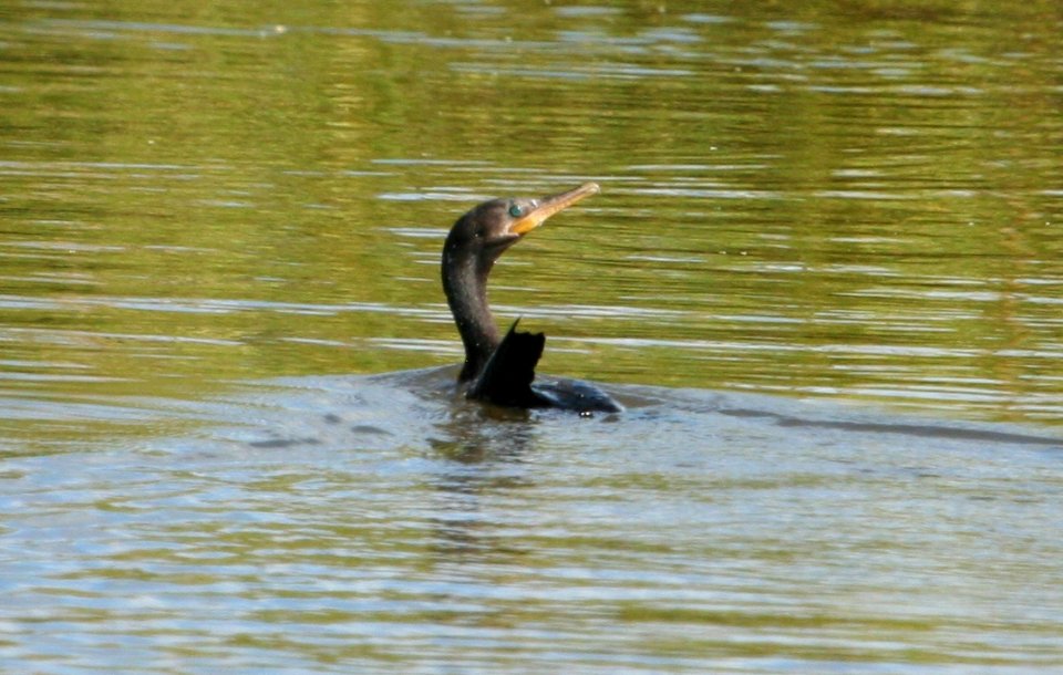 Neotropic Cormorant