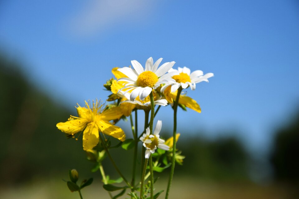 Daisy small flowers summer