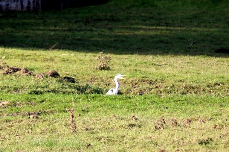 Laughing Heron