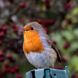 Robin Singing photo