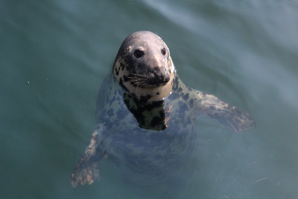SBNMS Gray Seal